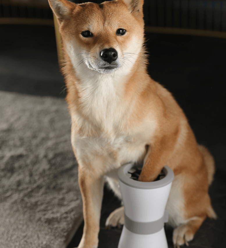 Pawfresh: The Ultimate Pet Paw Spa